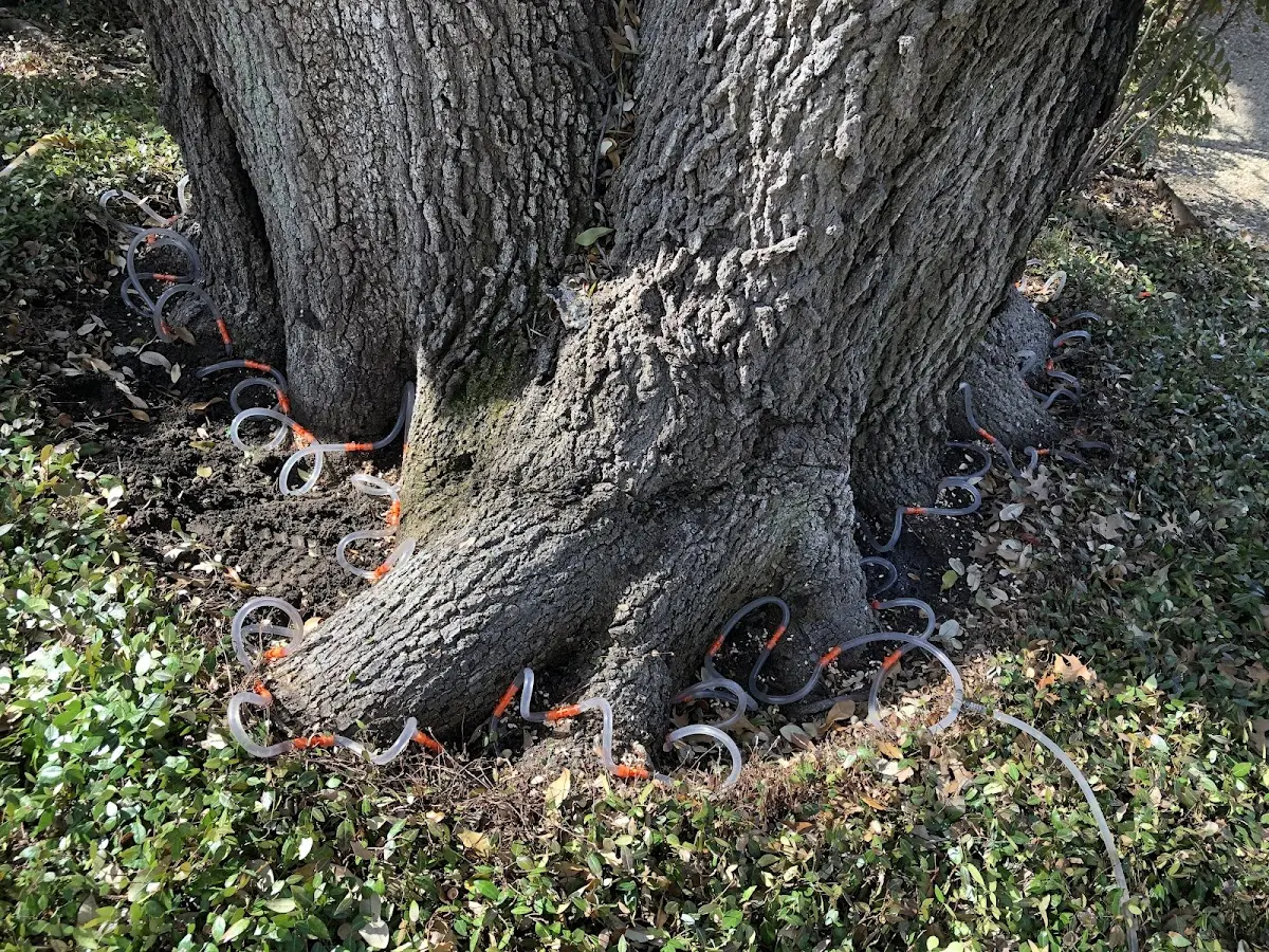 Detailed Tree Cabling and Bracing job site in Baldwin